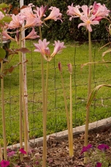 lycoris-squ01