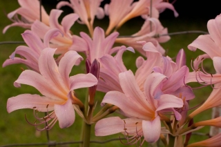 lycoris-squ02