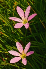zephsp01
