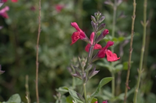 salvia-ma