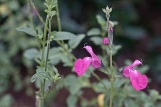 salvia-ww