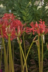 lycoris-rad03