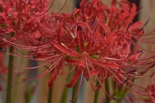 lycoris-rad04