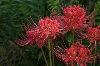 lycoris-rad07