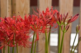 lycoris-rad08