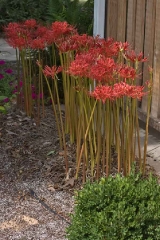 lycoris-rad10