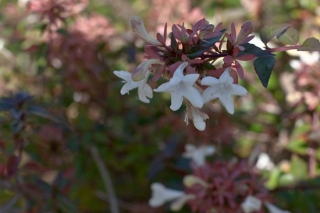 abelia01