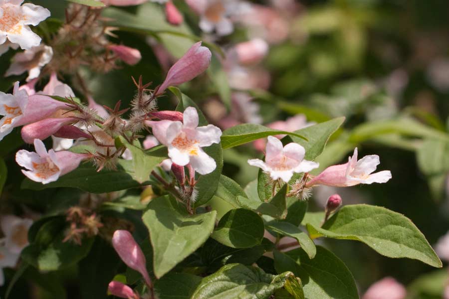 Beauty Bush, Kolkwitzia amabilis