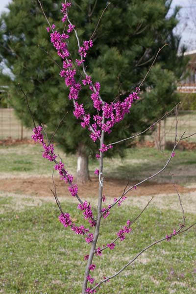 redbud02