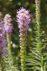 liatris01