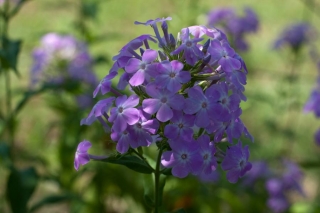 tall-phlox01